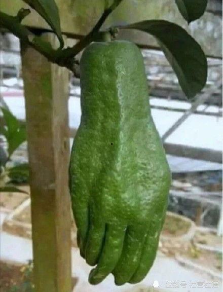 瓜圈吃瓜娱乐圈,揭秘娱乐圈的吃瓜盛宴