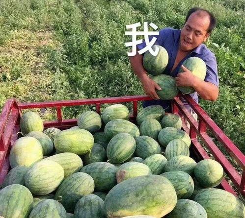 瓜圈吃瓜娱乐圈,揭秘娱乐圈的吃瓜盛宴