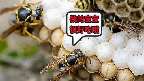 蜜蜂吃瓜娱乐,揭秘甜蜜背后的趣味世界